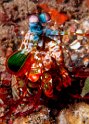 Indonesian Mantis Shrimp